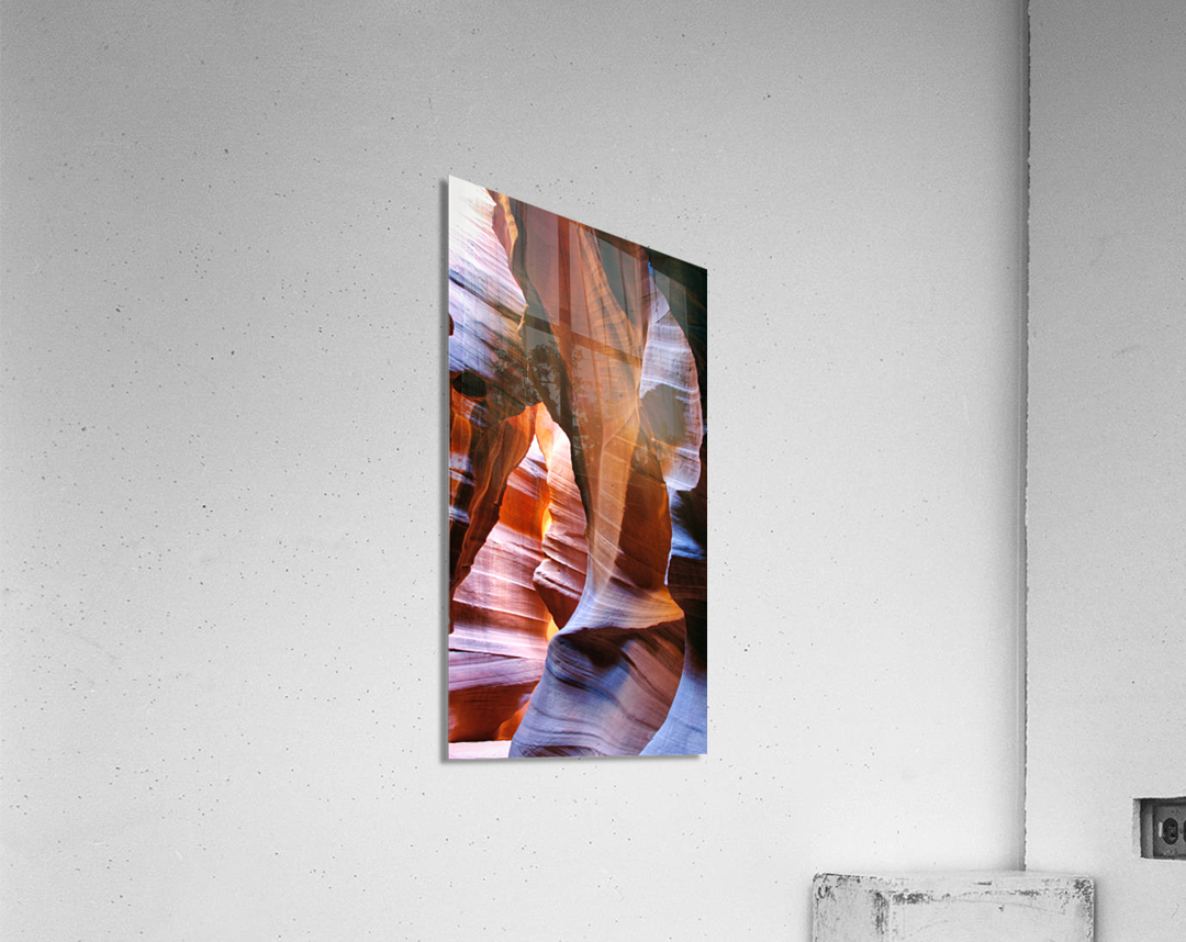 antelope21 Acrylic Print